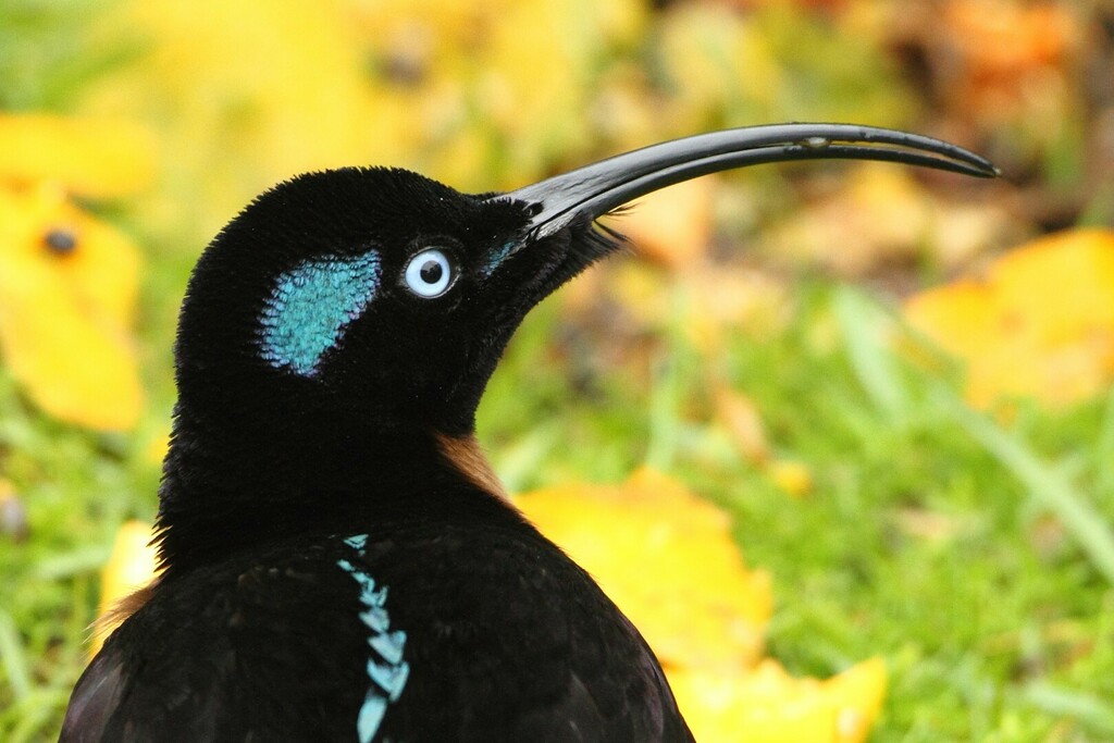 Long-tailed Sicklebills