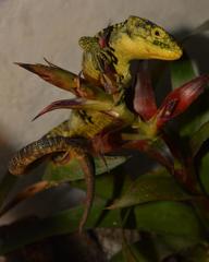 Abronia taeniata