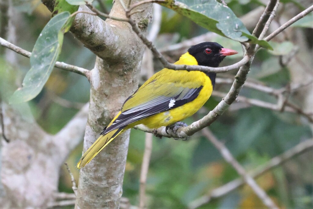 Western Black-headed Oriole photo