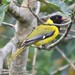 Western Black-headed Oriole - Photo (c) Tommy Andriollo, some rights reserved (CC BY), uploaded by Tommy Andriollo