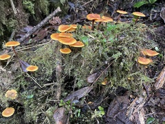 Heimiomyces