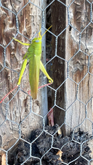 Schistocerca shoshone