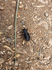 Carabus