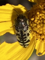 Acmaeodera