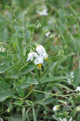 Solanum pygmaeum