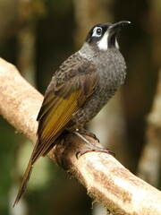 Melidectes belfordi