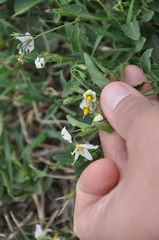 Solanum pygmaeum