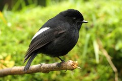 Peneothello sigillata