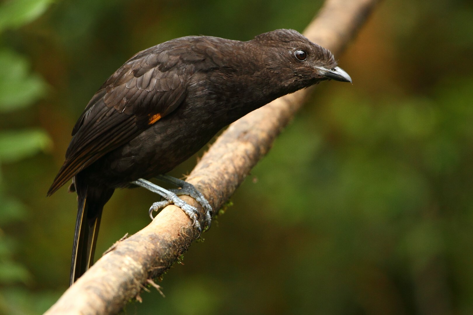 Archbold's Bowerbird illustration