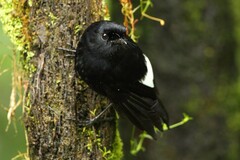 Peneothello sigillata