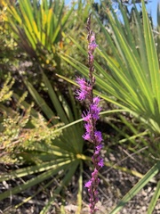 Liatris quadriflora