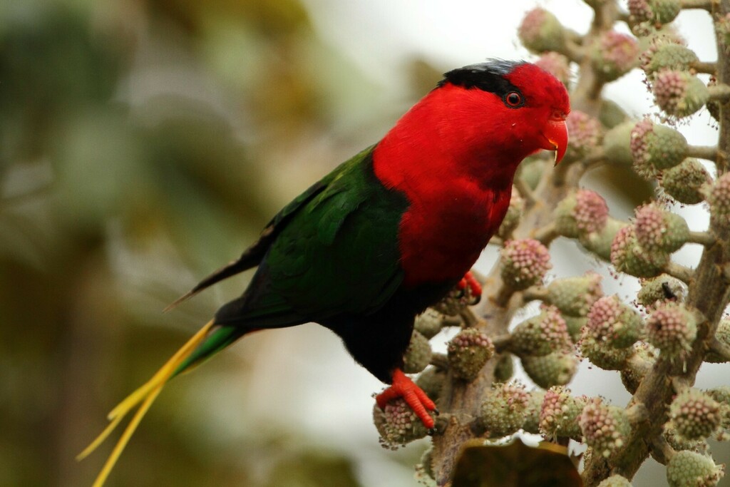 Charmosyna Lorikeets