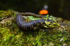 Abronia taeniata