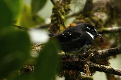 Rhipidura albolimbata