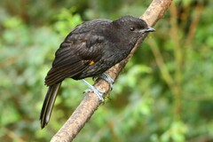 Archboldia papuensis