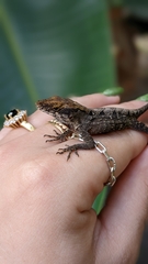 Anolis sagrei