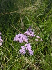 Hartwrightia floridana