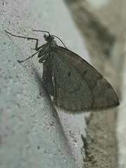 Thera juniperata