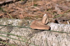 Hapalopilus rutilans