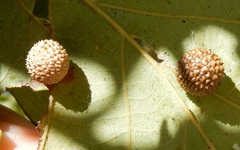 Acraspis quercushirta