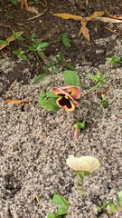 Viola × wittrockiana