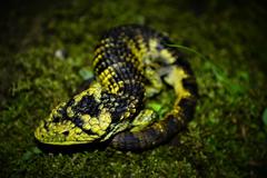 Abronia taeniata