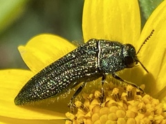 Acmaeodera resplendens