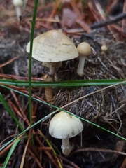 Protostropharia semiglobata