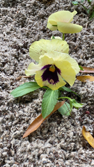 Viola × wittrockiana