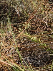 Eryngium aromaticum