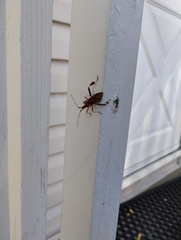 Leptoglossus occidentalis