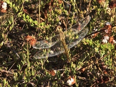 Pantala