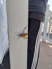 Leptoglossus occidentalis