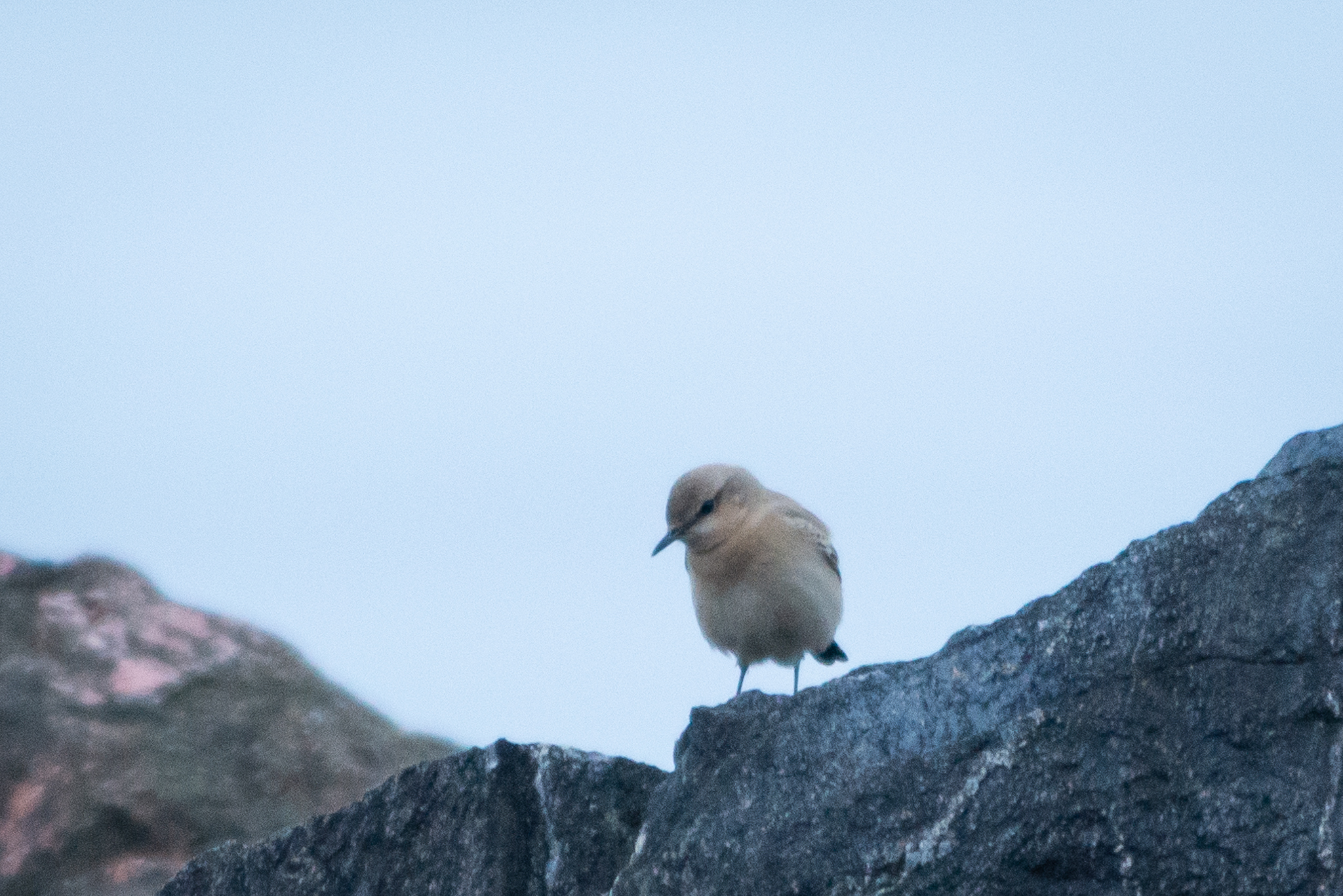 Isabelline Wheatear
