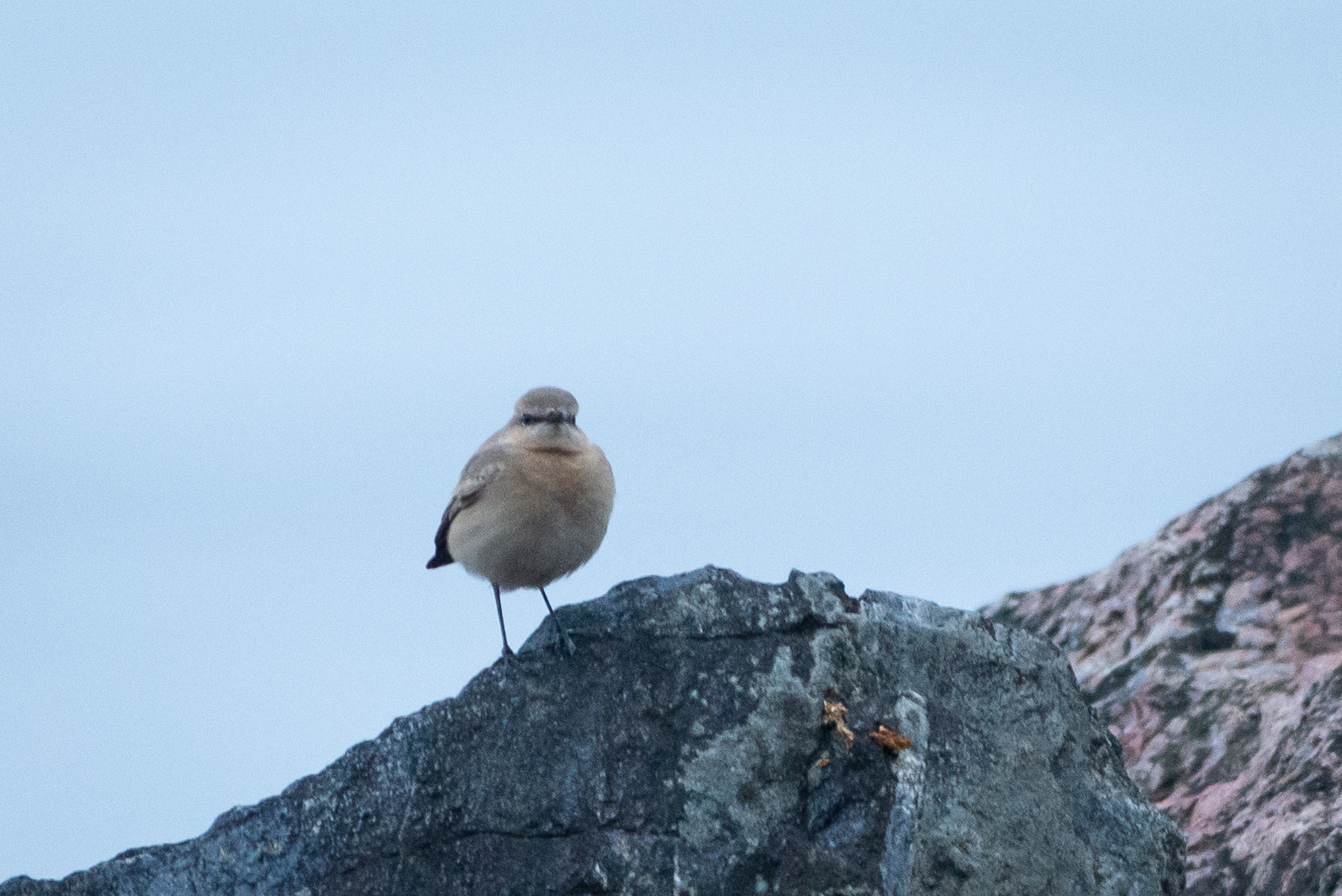 Isabelline Wheatear