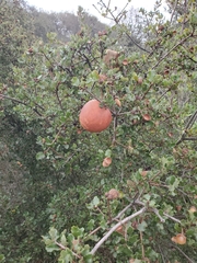 Andricus quercuscalifornicus