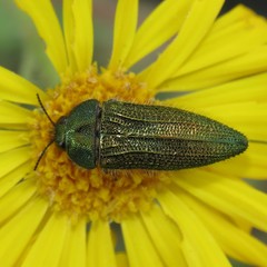 Acmaeodera resplendens