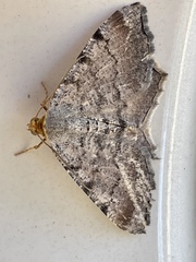 Macaria multilineata