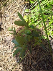 Quercus microphylla