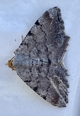 Macaria multilineata