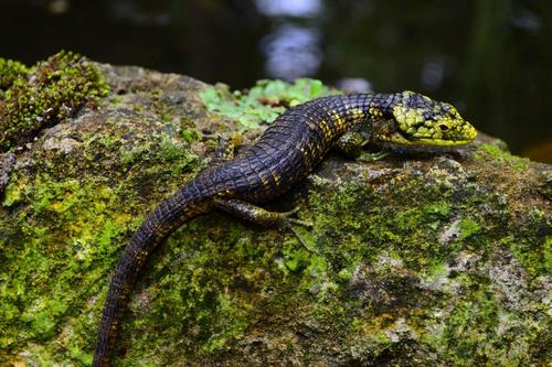 Bromeliad Arboreal Alligator Lizard
