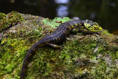 Abronia taeniata