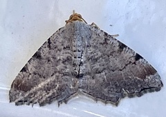 Macaria multilineata