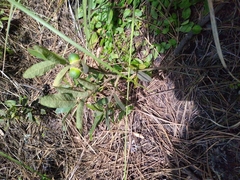 Quercus microphylla