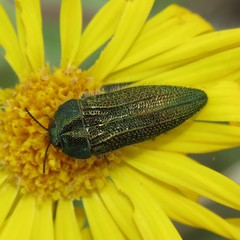 Acmaeodera resplendens