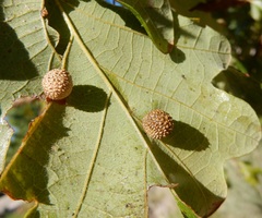 Acraspis quercushirta