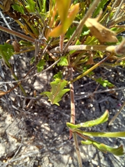 Pelargonium capillare