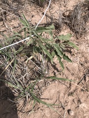 Chamaesaracha coronopus