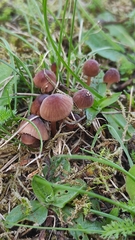 Mycena sanguinolenta