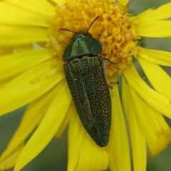Acmaeodera resplendens